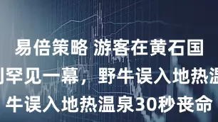 易倍策略 游客在黄石国家公园拍到罕见一幕，野牛误入地热温泉30秒丧命