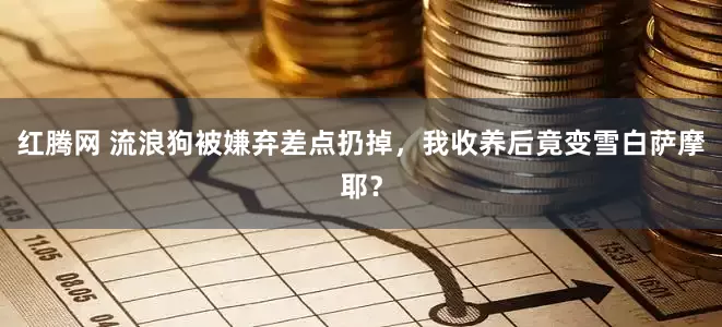 红腾网 流浪狗被嫌弃差点扔掉，我收养后竟变雪白萨摩耶？
